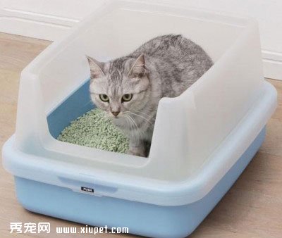 貓砂盤裡的大學問購買貓砂盤的方法