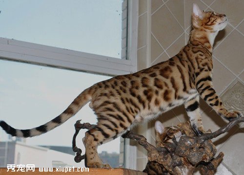 霸氣小勇士豹貓最正確的飼養方法