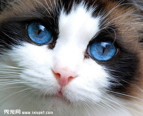 科普|從貓貓眼睛辨別是否生病及症狀治療方法