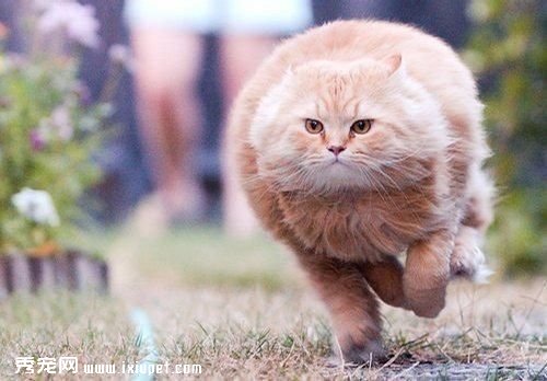 貓咪運動減肥的三大方法【圖】