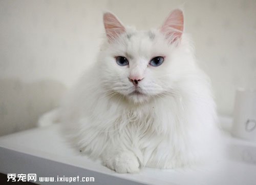 土耳其安哥拉貓的形態特征和飼養方法【圖】