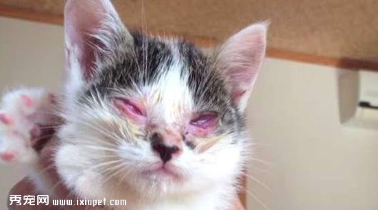 這只貓咪雙眼患有嚴重結膜炎導致失明,沒想到幾天後竟然變成這樣！