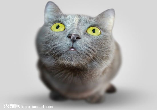 【貓咪泌尿道疾病】一秒鐘教你搞懂尿路結石和尿道結石的不同