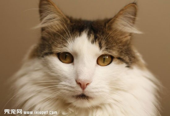 【貓貓體檢】高齡貓咪常見的三大健康問題
