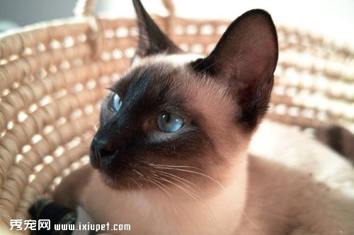 造成暹羅貓顏色改變的原因有哪些？