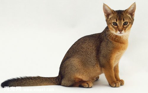 關於貓咪長癬的正確治療方法
