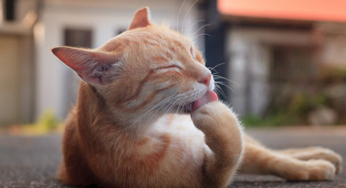 如何治療貓貓粉刺