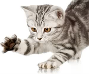 貓咪磨爪原因及抓耙訓練