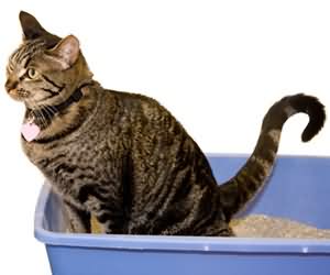貓咪愛亂尿 訓練上廁所有方法