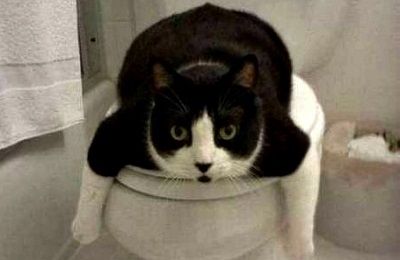 貓咪如廁訓練 從教育養成習慣