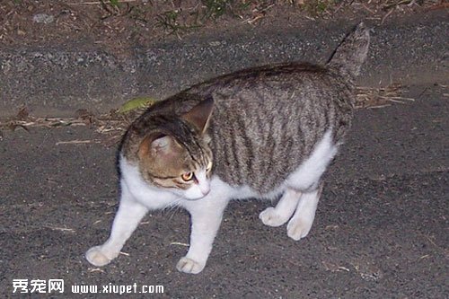 如何給日本短尾貓進行日常的訓練及淚痕清理