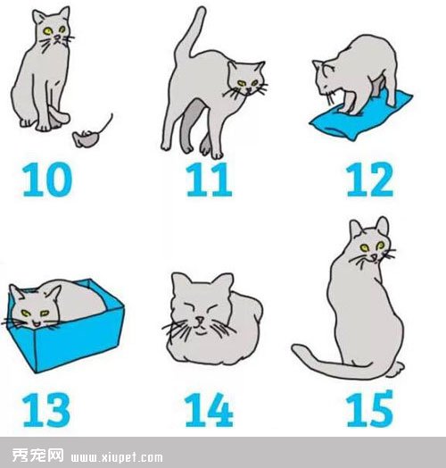 【圖解】貓咪的15個肢體語言意思