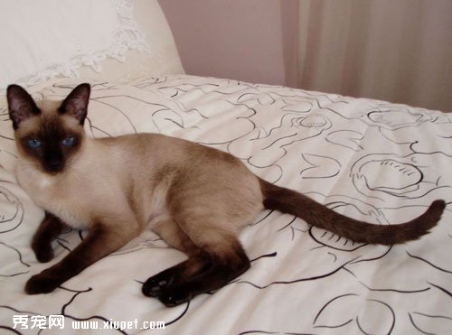 暹羅貓怎樣用尾巴來表達自己的心情？