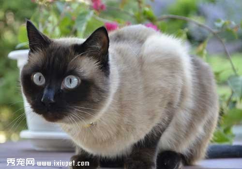 暹羅貓常見的10大品種和選購技巧