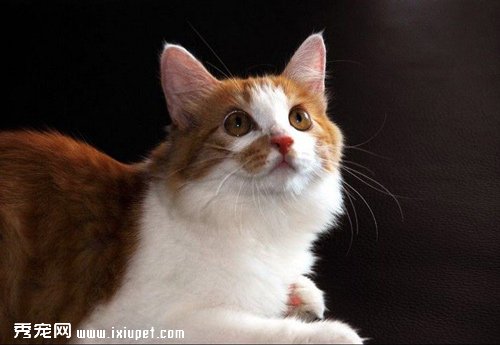 土耳其安哥拉貓有著怎樣的外形特征？