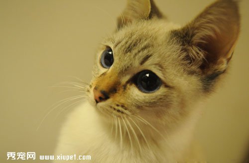 暹羅貓繁殖的下一代會是什麼顏色？