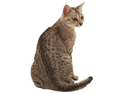 暹羅貓的外貌特征及不良性征