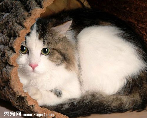 在哪裡購買布偶貓才能選擇純種的布偶貓?