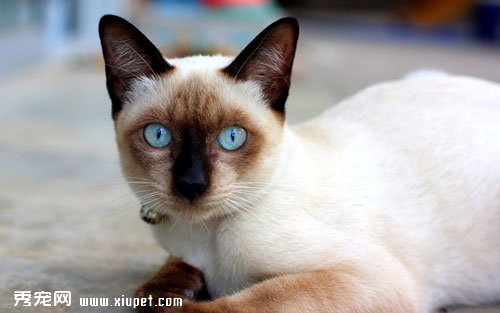 飼養暹羅貓有哪些好處？