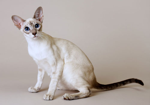 選購暹羅貓前須知暹羅貓的品種分類