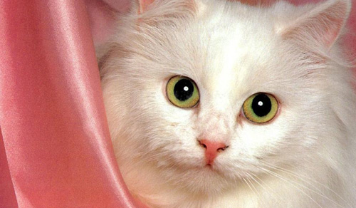 【波斯貓選購】從眼睛和身形毛色上判斷波斯貓的品種