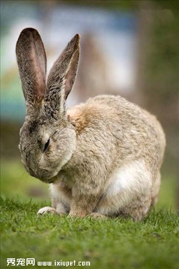 巨型花明兔生病特征