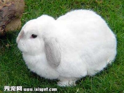 兔子怎麼美容