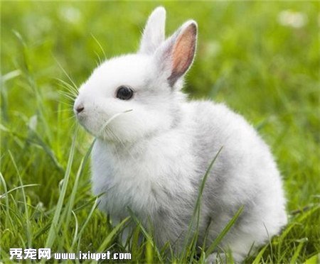 兔子生病吃什麼？預防兔子生病的方法有哪些？