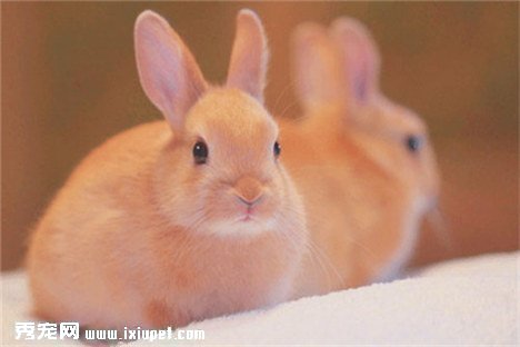 寵物兔子飼養技巧有哪些？飼養要注意什麼事項？