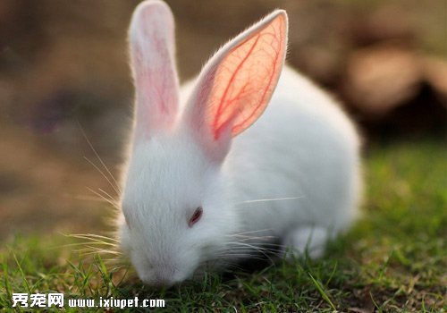 兔子的消化系統簡介-兔兔常識