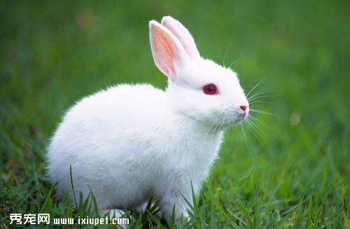 中國白兔外形特征_習性和喂養方式【圖】