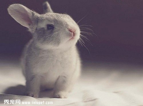 兔子為何是三瓣嘴呢?