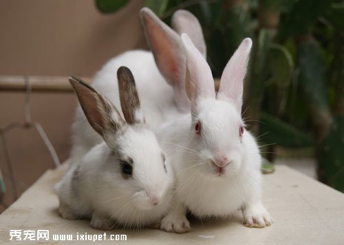 寵物兔子為什麼喜歡亂啃東西？