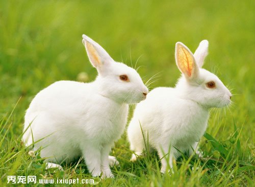 健康的寵物兔如何選擇？