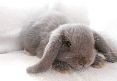 迷你垂耳兔的生活習性是怎樣的？