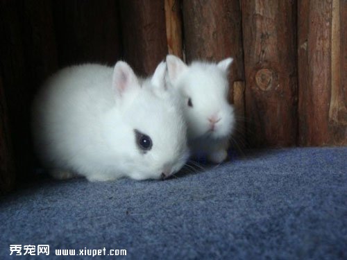 荷蘭侏儒兔的飼養方法及基本特征