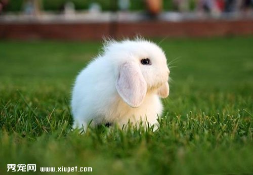 寵物兔飼養必不可少的工具有哪些？