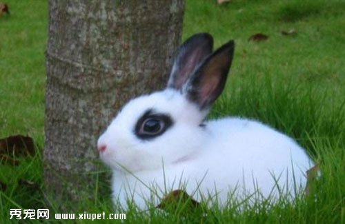 寵物兔子流浪的原因及如何防治？