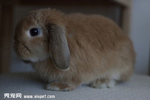 寵物兔打噴嚏該怎麼辦？