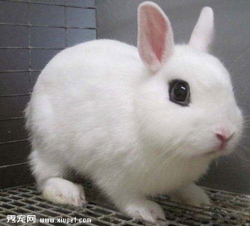 初次飼養寵物兔應該需要注意什麼？