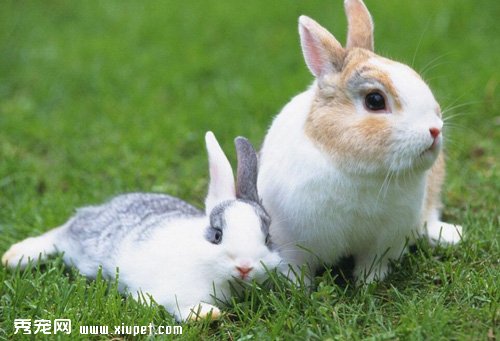 如何防治母兔異食癖吞食幼兔