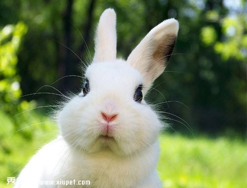 【兔子的生活習性】兔子的性格特點