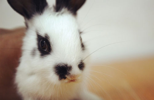 如何飼養小兔子可以長得更快