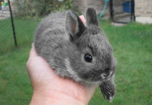 荷蘭侏儒兔品種介紹及生活習性