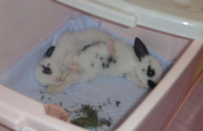 【養兔子】飼養未滿月小奶兔的注意事項