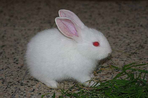 【兔子飼養】寵物兔子吃什麼|兔子的喂養方法