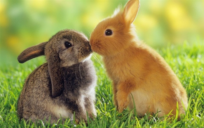 揭秘寵物兔最科學的喂養方法