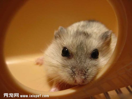 布丁倉鼠在飼養中，吃的和住的具體要注意些什麼?