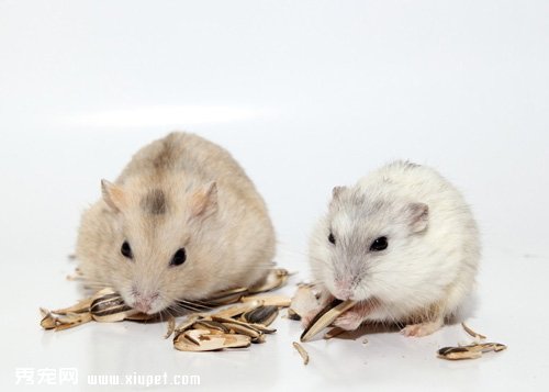 倉鼠的繁殖能力喲多強？