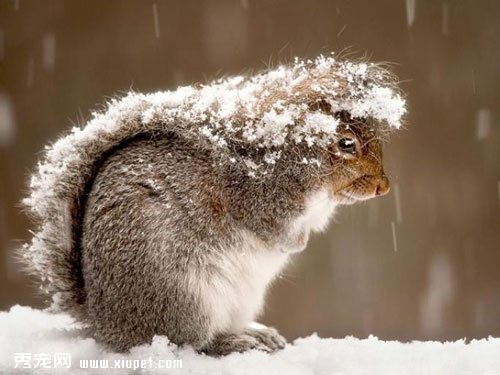 雪地松鼠品種知識簡單介紹